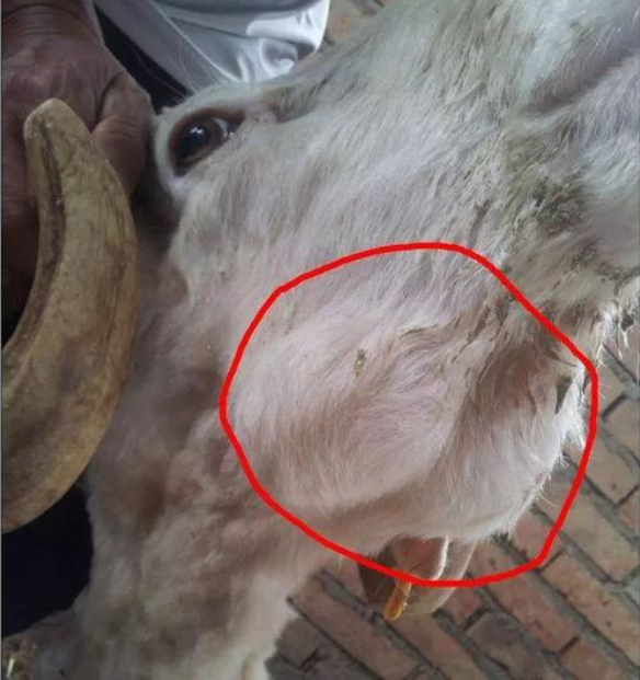 羊下颌水肿.png 羊下颌水肿.png